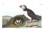 Atlantic Puffin